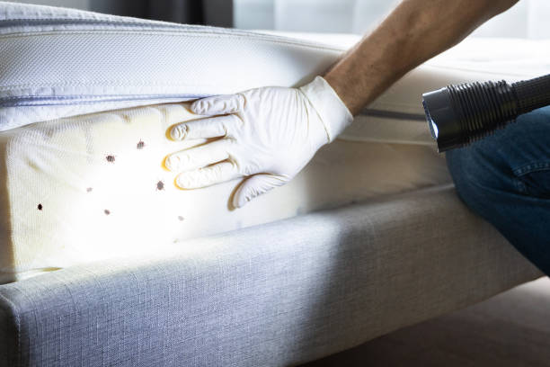 Reliable Hot Springs, AR Pest Control Solutions