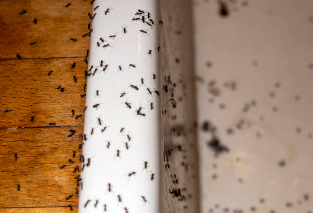 Best Best Pest Control Companies  in Hot Springs, AR