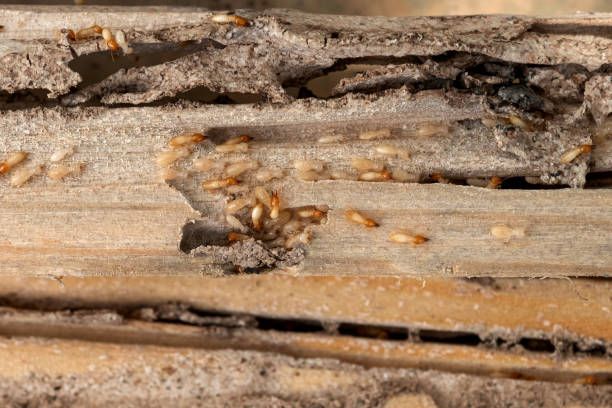 Best Pest Control Treatment  in Hot Springs, AR