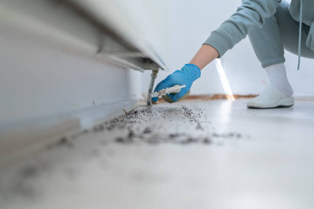 Best Insect Control  in Hot Springs, AR